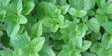 Medicinal Kitchen Part I: Herbs