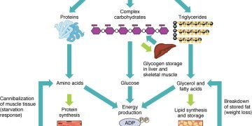 Weight Management: A Holistic Perspective (Part I)