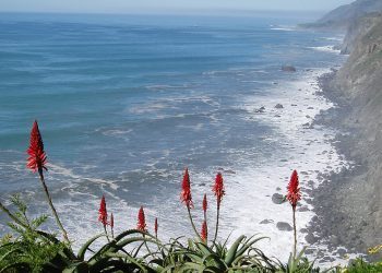 Aloe Heals Inside & Out
