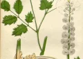 Black Cohosh: More Than Just A Hormone Regulator