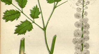 Black Cohosh: More Than Just A Hormone Regulator