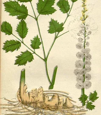 Black Cohosh: More Than Just A Hormone Regulator