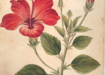 Keeping Cool with Hibiscus