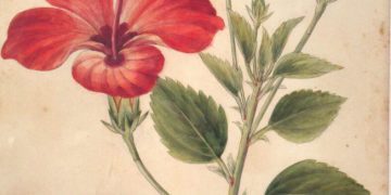Keeping Cool with Hibiscus