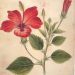Keeping Cool with Hibiscus