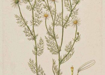 Chamomile: The Underappreciated Multitasker