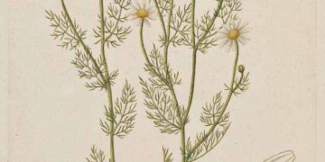 Chamomile: The Underappreciated Multitasker