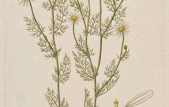 Chamomile: The Underappreciated Multitasker