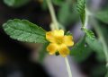 Herbal Aphrodisiacs