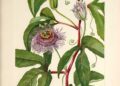 Peaceful Passionflower
