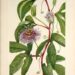 Peaceful Passionflower