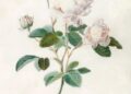 Ravishing Rose