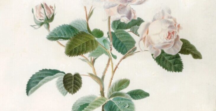 Ravishing Rose