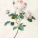 Ravishing Rose